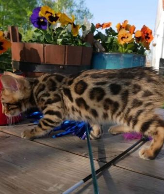 Bengal kittens Craigslist