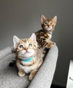 bengal kittens for sale pittsburg