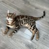 bengal cats for sale in quebec
