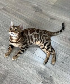 bengal cats for sale in quebec