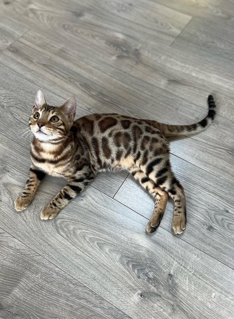 WhatsApp Image 2025-06-30 at 3.04.20 PM bengal cats for sale in quebec