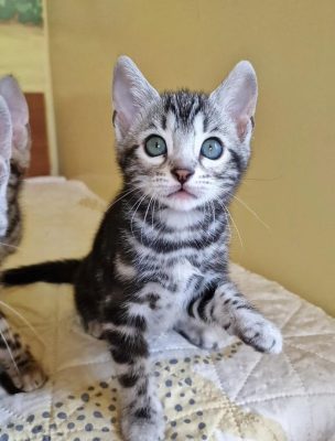 bengal kittens for sale in howell michigan