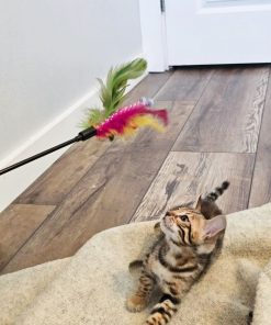 bengal kittens houston