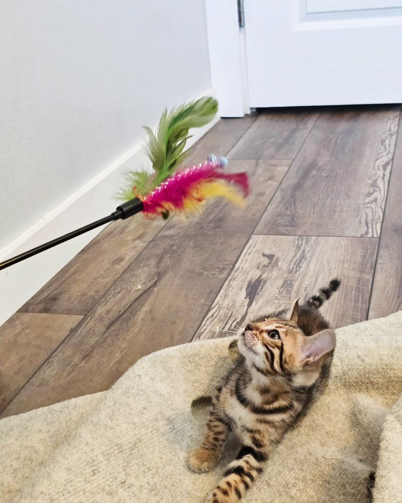 WhatsApp Image 2025-06-30 at 3.04.29 PM (1) bengal kittens houston