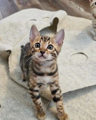 Bengal cat hypoallergenic