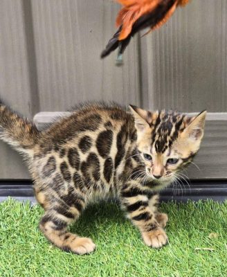 bengal kittens houston