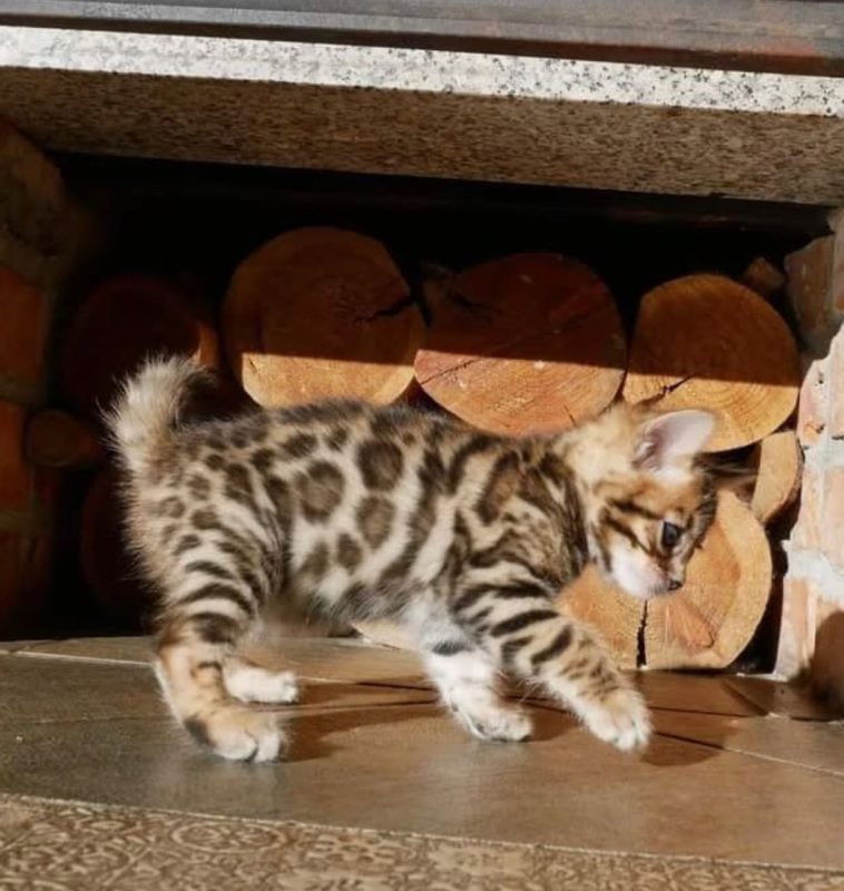 bengal kittens for sale online
