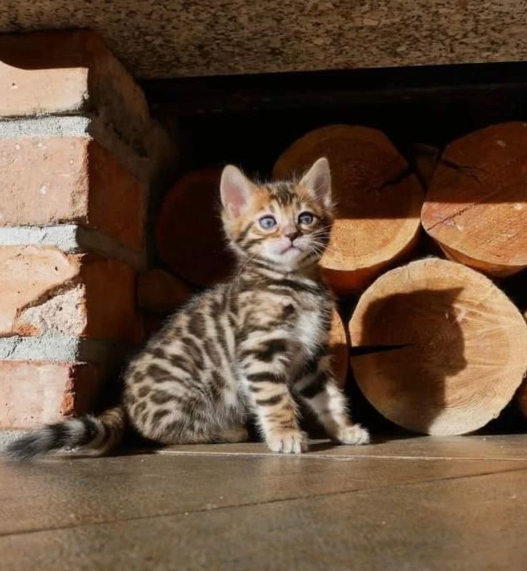 bengal kittens for sale online