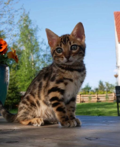 bengal kittens available