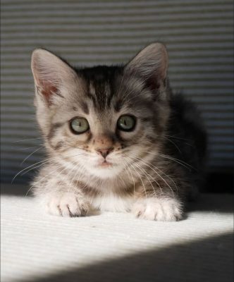 bengal kittens for sale near me 