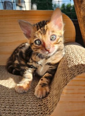 bengal cats for adoption