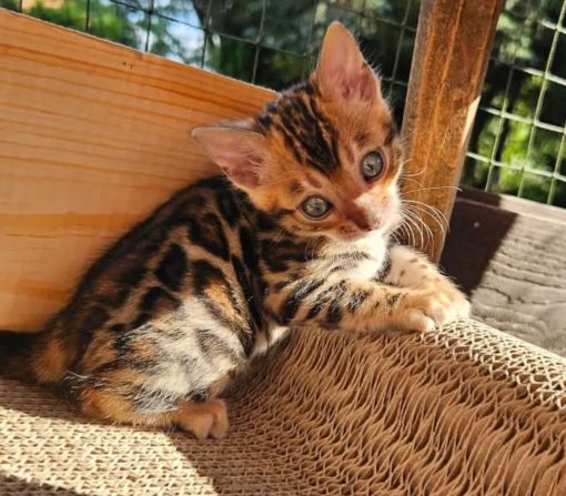 bengal kittens for sale online