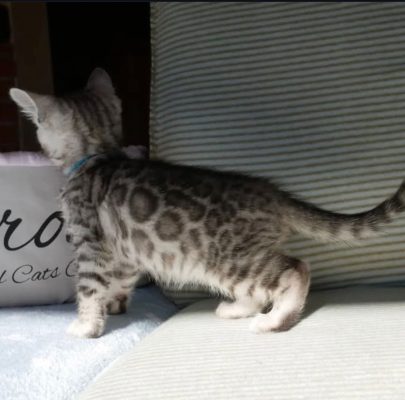 bengal kittens for sale near me 