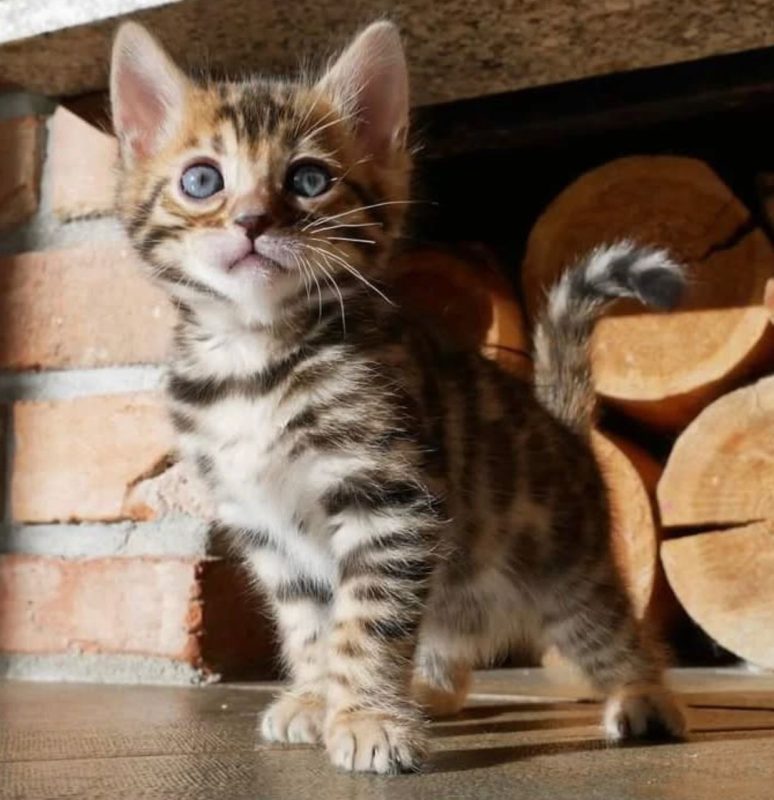 bengal kittens for sale online